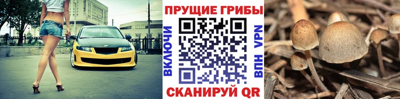 Галлюциногенные грибы Magic Shrooms  купить   Ртищево 